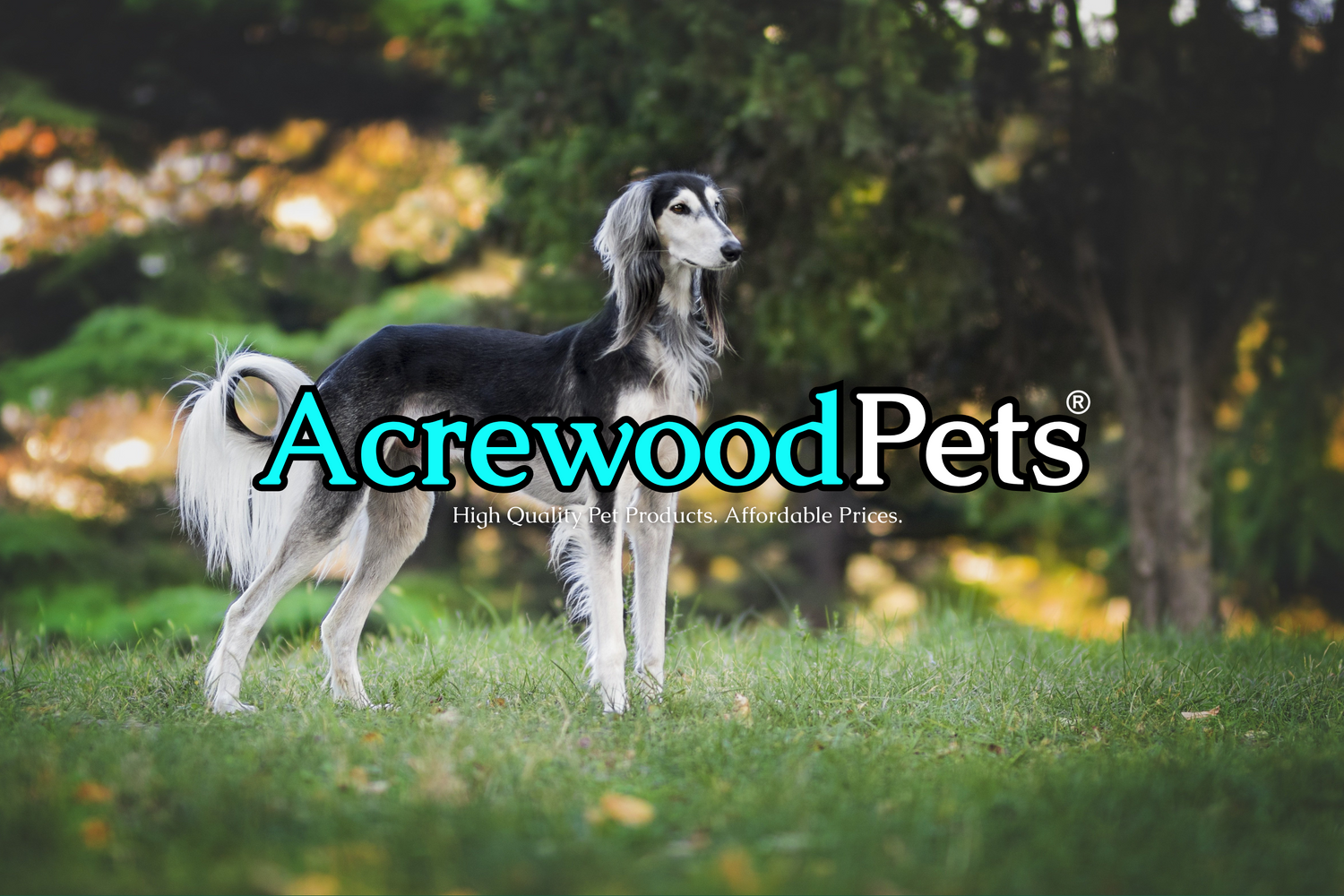 Dog standing in a grassy area with Acrewood Pets logo overlayed.